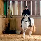 Jument lusitanienne/allemande 