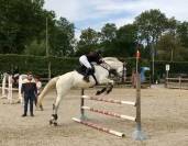 Magnifique jument Bwp