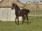 Poulain m&acirc;le OC Zangersheide / P.R.E. 2025