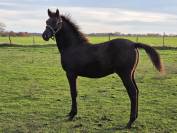 Poulain m&acirc;le OC Zangersheide / P.R.E. 2025