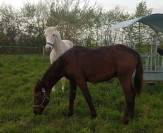 Poulain m&acirc;le OC Zangersheide / P.R.E. 2025