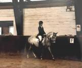 Chic hongre type welsh