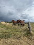 PROPRI&Eacute;T&Eacute; &Eacute;QUESTRE RARE -74 HECTARES - OUTIL PROFESSION
