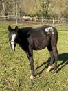 Little Moon Straw Rock - Pouliche Appaloosa