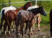 Little Moon Straw Rock - Pouliche Appaloosa