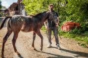 Little Moon Straw Rock - Pouliche Appaloosa