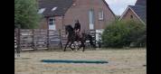 Cheval de sport &agrave; vendre