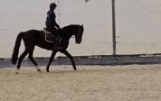 Cheval de sport &agrave; vendre