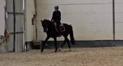 Cheval de sport &agrave; vendre
