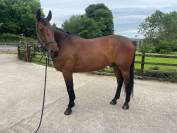 Magnifique hongre 10 ans 