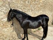 MINORQUIN HONGRE 15 ANS GENTIL POLYVALENT