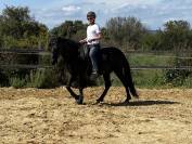 MINORQUIN HONGRE 15 ANS GENTIL POLYVALENT