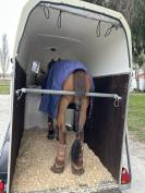 Trailer Blomert T1 1,5 Cavalli 2016 Occasione