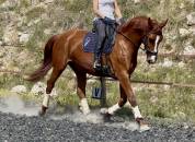 Jument SF polyvalente