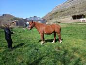 Jolie hongre typ&eacute; arabe 