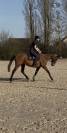 Gelding Thoroughbred For sale 2016 Bay
