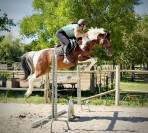 Pouliche pie Isabelle 