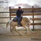 Pouliche pleins papiers race cr&egrave;me robe isabelle 