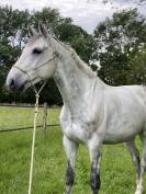 Hongre selle fran&ccedil;ais 10 ans