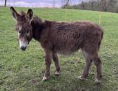 &Acirc;non m&acirc;le &ndash; 6 mois &ndash; tr&egrave;s doux et sociable