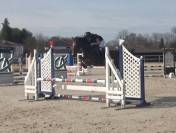 Poney fran&ccedil;ais de selle 8 ans 