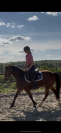 Poney fran&ccedil;ais de selle 8 ans 