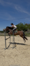 Poney fran&ccedil;ais de selle 8 ans 