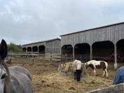 Centro ecuestre En venta Morbihan