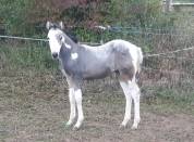 Pouliche paint horse 