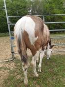 Pouliche paint horse 