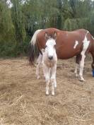 Pouliche paint horse 