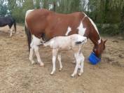 Pouliche paint horse 