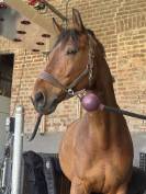 Hongre SF Selle Fran&ccedil;ais 8ans 