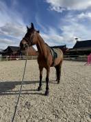 Hongre SF Selle Fran&ccedil;ais 8ans 