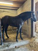 Paloma Pamaro (pouliche PRE PP)