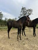 Paloma Pamaro (pouliche PRE PP)