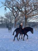 Paloma Pamaro (pouliche PRE PP)