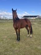 Joyeuse jeune jument 6 ans 