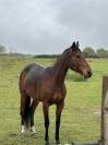 Joyeuse jeune jument 6 ans 