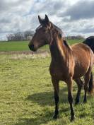 Noum&eacute;a jeune jument 3 ans 