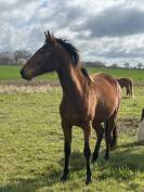 Noum&eacute;a jeune jument 3 ans 