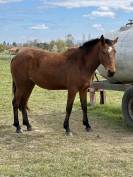 Noum&eacute;a jeune jument 3 ans 