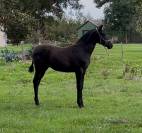 Primavera Pamaro (Pouliche PRE PP)