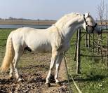 Primavera Pamaro (Pouliche PRE PP)