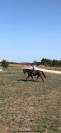 Hongre 13 ans loisir/balade