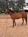Hongre 13 ans loisir/balade