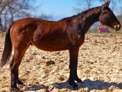 Hongre 2 ans - tr&egrave;s bon trot / mental exceptionnel 