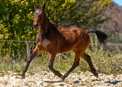 Hongre 2 ans - tr&egrave;s bon trot / mental exceptionnel 