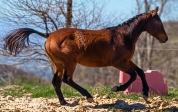 Hongre 2 ans - tr&egrave;s bon trot / mental exceptionnel 