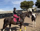 YEGUA HANNOVERIANA (SANCISCO, SANDRO HIT - LONDONDERRY)